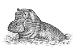 Hippo2_preview