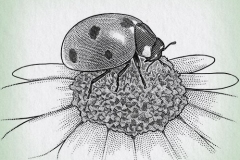 Ladybug_preview