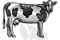 woodcut_cow